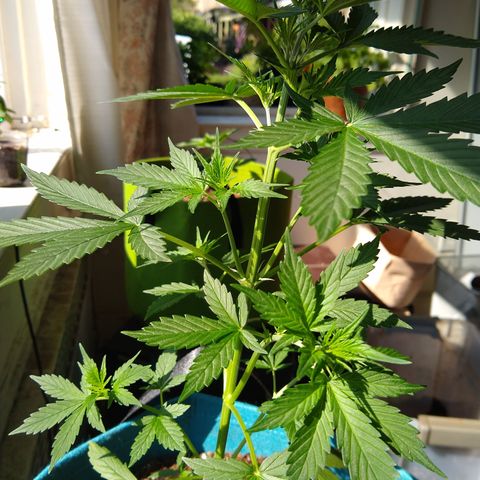 LSD-002 growlog timeline photo
