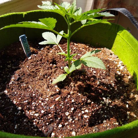 SMT-001 growlog timeline photo