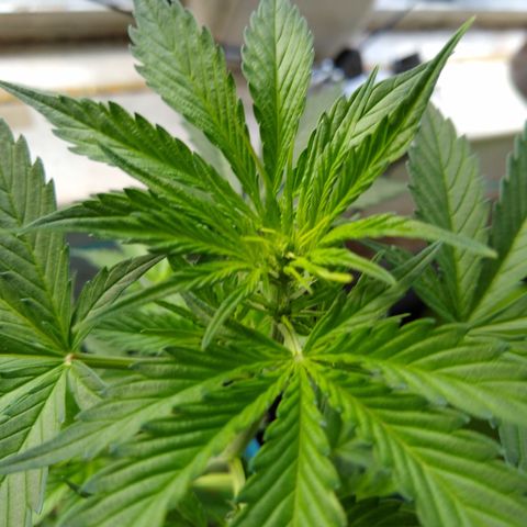 LSD-002 growlog timeline photo