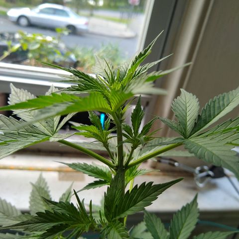 LSD-002 growlog timeline photo