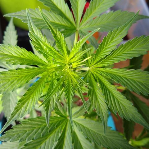 LSD-002 growlog timeline photo