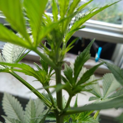 LSD-002 growlog timeline photo