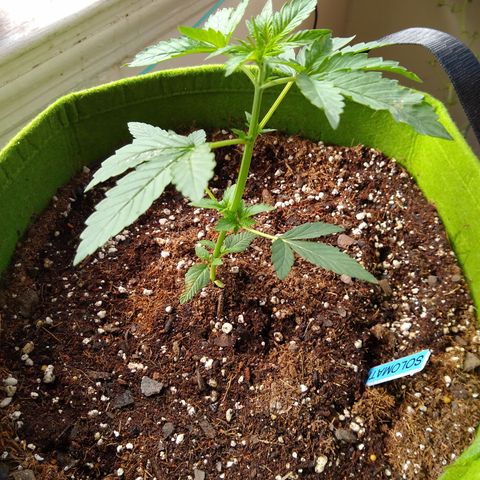 SMT-001 growlog timeline photo