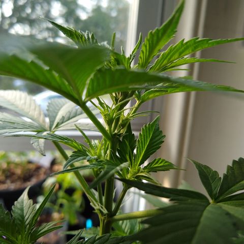 LSD-002 growlog timeline photo