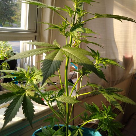 LSD-002 growlog timeline photo