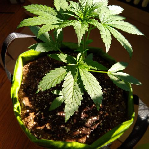 SMT-001 growlog timeline photo