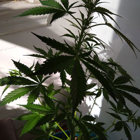 LSD-002 growlog timeline photo