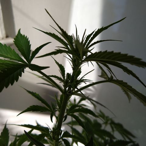 LSD-002 growlog timeline photo