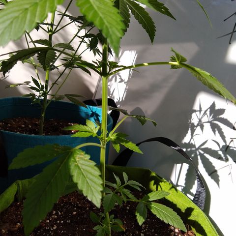 SMT-001 growlog timeline photo