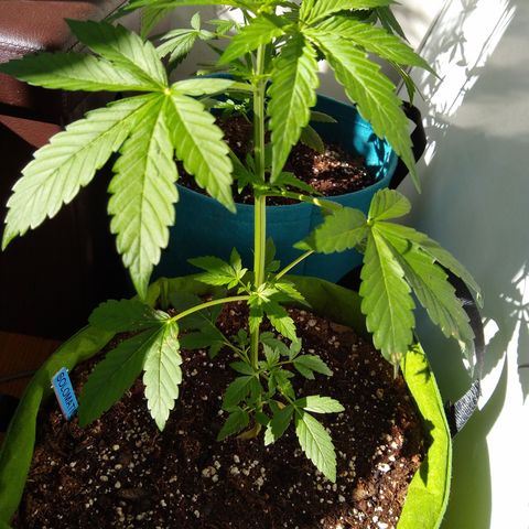 SMT-001 growlog timeline photo