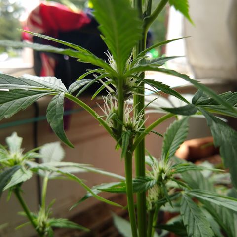 LSD-002 growlog timeline photo