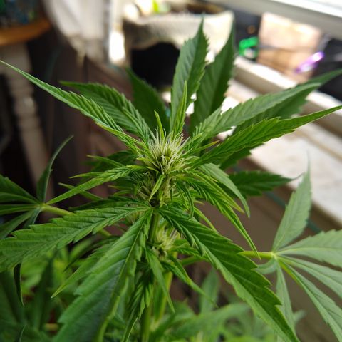 LSD-002 growlog timeline photo