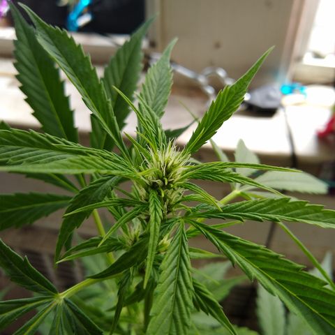 LSD-002 growlog timeline photo