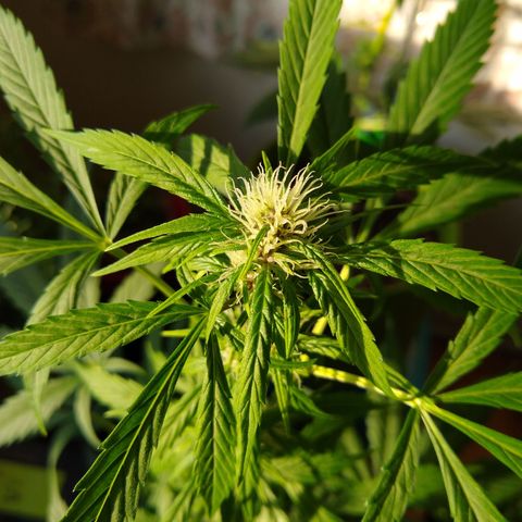 LSD-002 growlog timeline photo