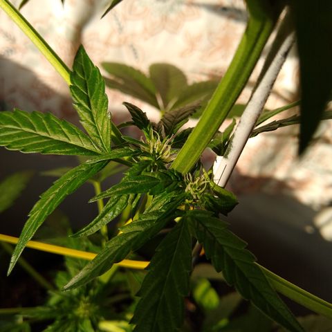 SMT-001 growlog timeline photo