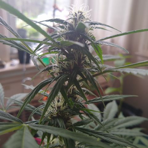 LSD-002 growlog timeline photo