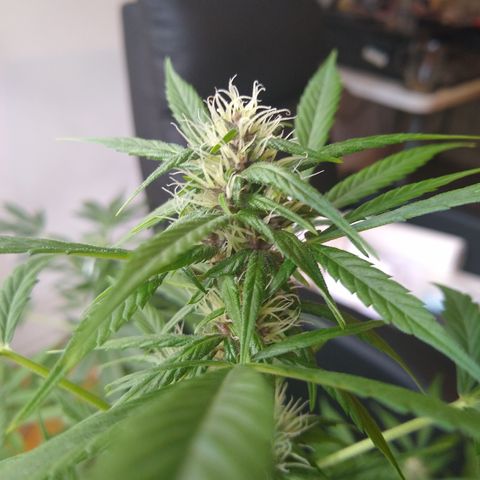 LSD-002 growlog timeline photo