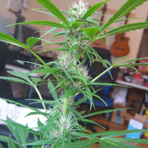 LSD-002 growlog timeline photo