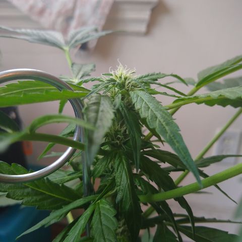 SMT-001 growlog timeline photo