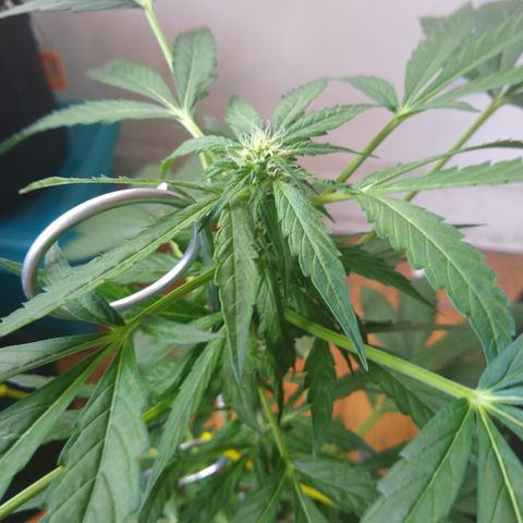 SMT-001 growlog timeline photo