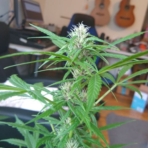 LSD-002 growlog timeline photo