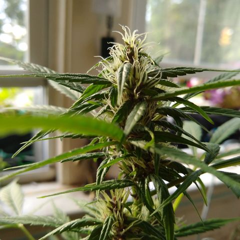LSD-002 growlog timeline photo