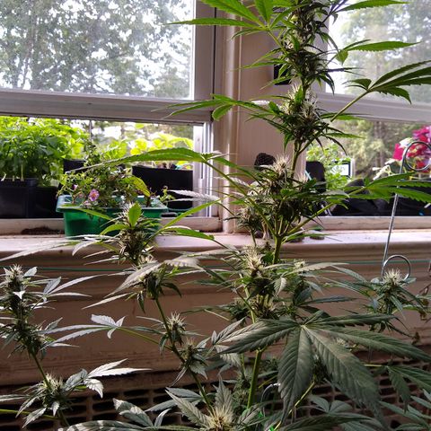 LSD-002 growlog timeline photo