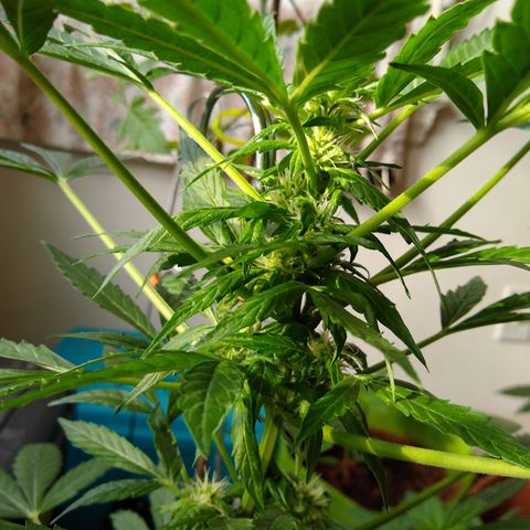 SMT-001 growlog timeline photo