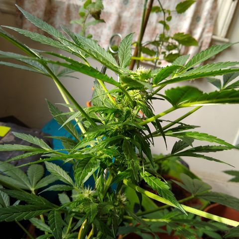 SMT-001 growlog timeline photo
