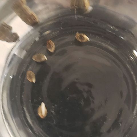 Auto Bruce Banner growlog photo: Sprouting! 