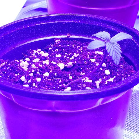Auto Bruce Banner growlog photo: Haven't watered yet. Just a spritz twice a day. Humidiy around 40%. Having hard time keeping it up. Added some small collection trays that also should keep it off the cold floor