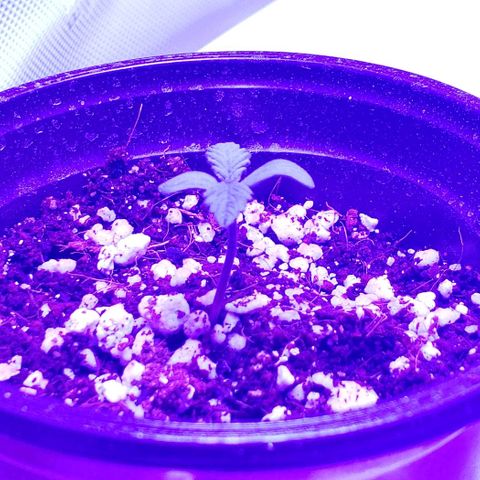 Auto Bruce Banner growlog photo: Haven't watered yet. Just a spritz twice a day. Humidiy around 40%. Having hard time keeping it up. Added some small collection trays that also should keep it off the cold floor