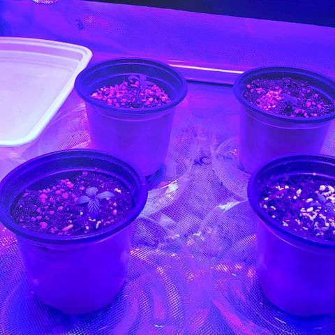 Auto Bruce Banner growlog photo: Haven't watered yet. Just a spritz twice a day. Humidiy around 40%. Having hard time keeping it up. Added some small collection trays that also should keep it off the cold floor