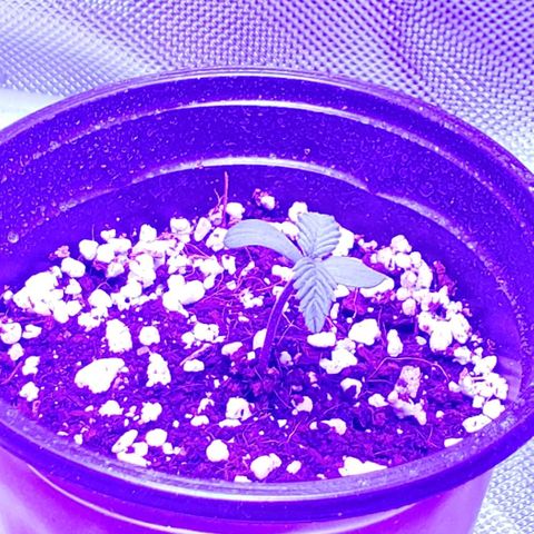 Auto Bruce Banner growlog photo: Haven't watered yet. Just a spritz twice a day. Humidiy around 40%. Having hard time keeping it up. Added some small collection trays that also should keep it off the cold floor