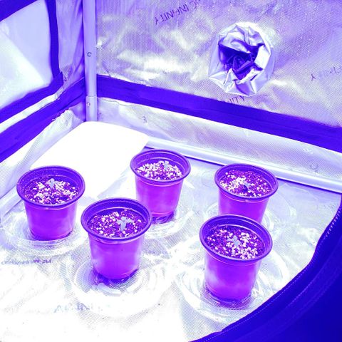 Auto Bruce Banner growlog photo: Haven't watered yet. Just a spritz twice a day. Humidiy around 40%. Having hard time keeping it up. Added some small collection trays that also should keep it off the cold floor