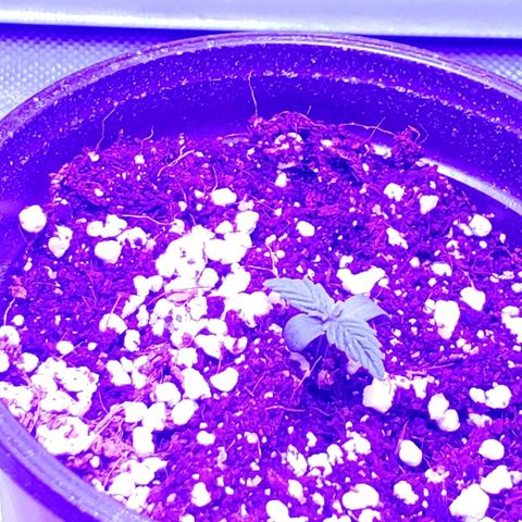 Auto Bruce Banner growlog photo: Haven't watered yet. Just a spritz twice a day. Humidiy around 40%. Having hard time keeping it up. Added some small collection trays that also should keep it off the cold floor