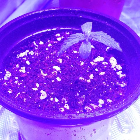 Auto Bruce Banner growlog photo: Watered the pots for the first time, hopefully I didn't drown it 