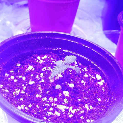 Auto Bruce Banner growlog photo: Watered the pots for the first time, hopefully I didn't drown it 