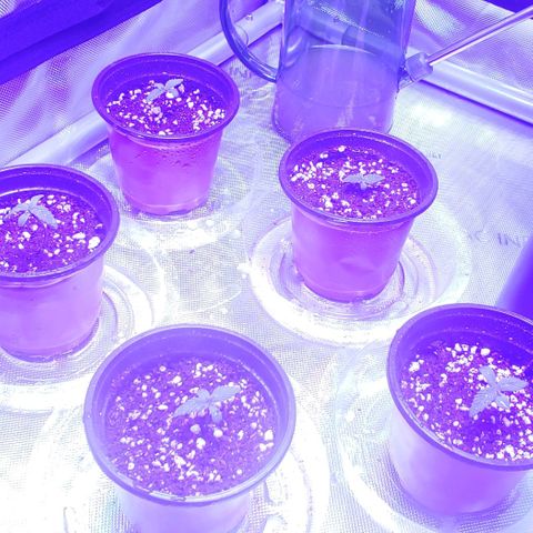 Auto Bruce Banner growlog photo: Watered the pots for the first time, hopefully I didn't drown it 