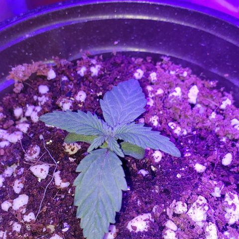 Auto Bruce Banner growlog timeline photo