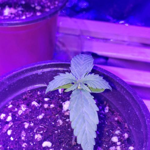 Auto Bruce Banner growlog timeline photo