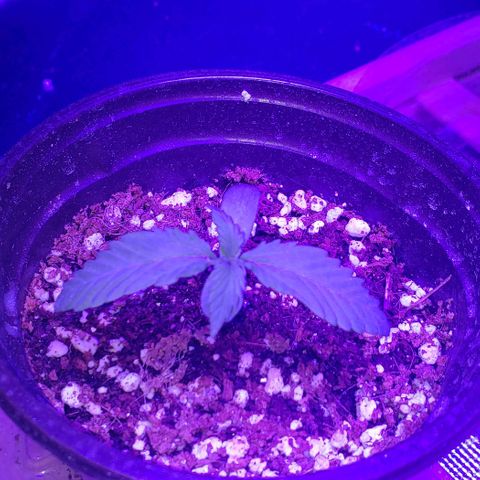 Auto Bruce Banner growlog timeline photo