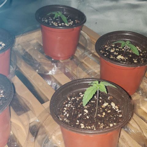Auto Bruce Banner growlog timeline photo