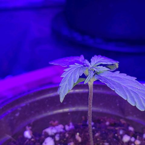 Auto Bruce Banner growlog timeline photo