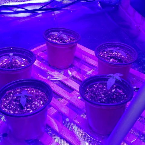 Auto Bruce Banner growlog timeline photo