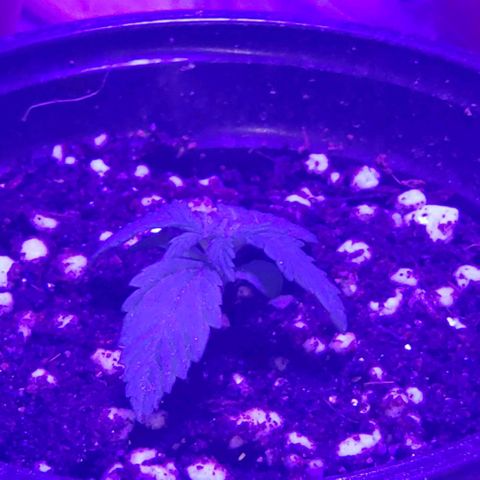 Auto Bruce Banner growlog timeline photo