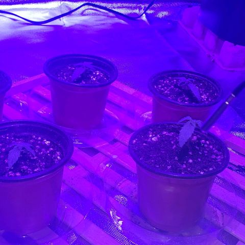 Auto Bruce Banner growlog timeline photo