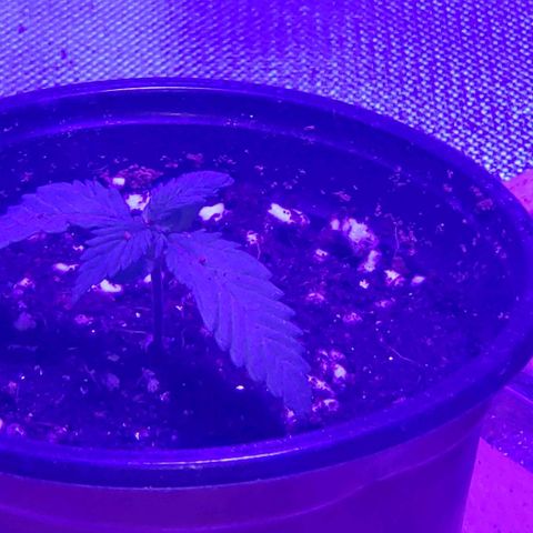 Auto Bruce Banner growlog timeline photo