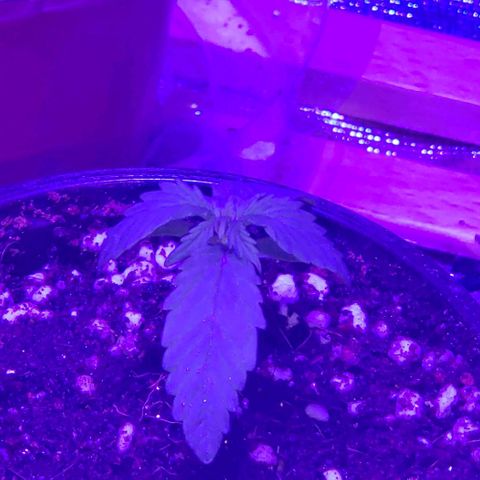 Auto Bruce Banner growlog timeline photo