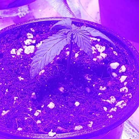 Auto Bruce Banner growlog timeline photo